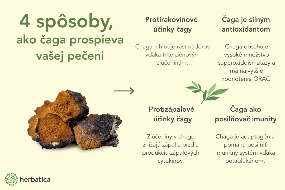 Chaga účinky na zdravie - tipy